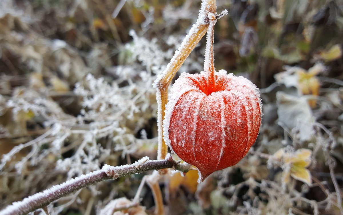 die_gritti's tweet photo. Der erste Frost .... Reifgeglitzere ... Eis auf dem Teich .... nach dichtem Bodennebel ab Mittag Sonne pur ... https://t.co/K5H22MvNlp