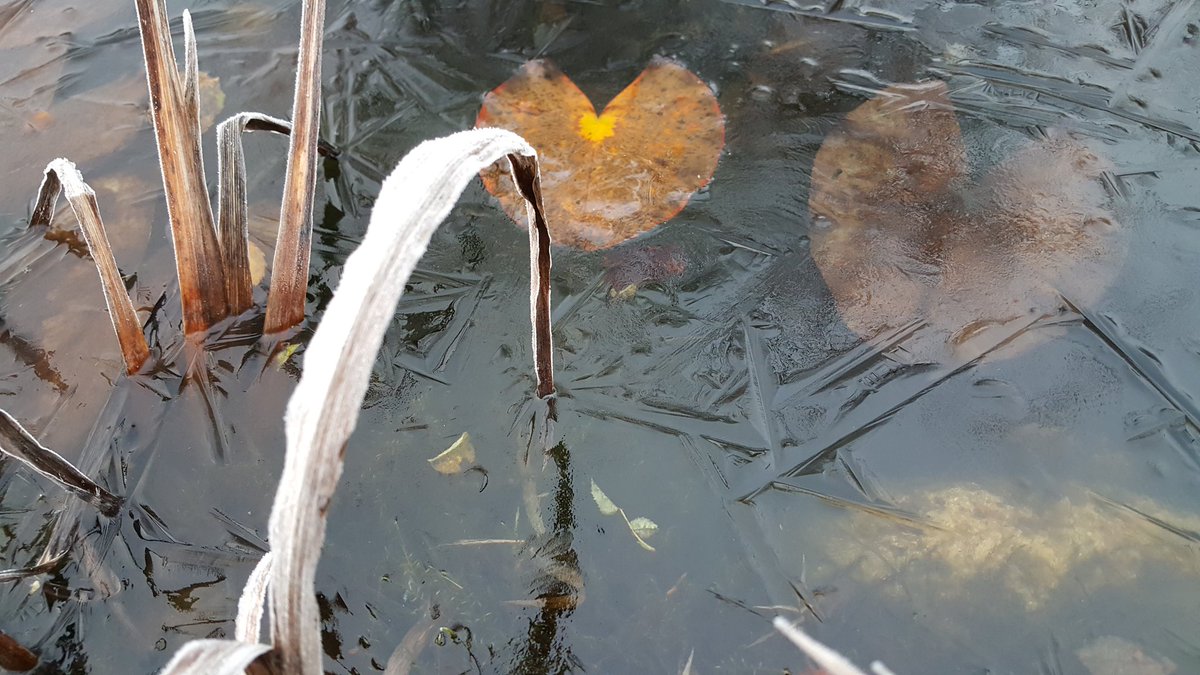 die_gritti's tweet photo. Der erste Frost .... Reifgeglitzere ... Eis auf dem Teich .... nach dichtem Bodennebel ab Mittag Sonne pur ... https://t.co/K5H22MvNlp