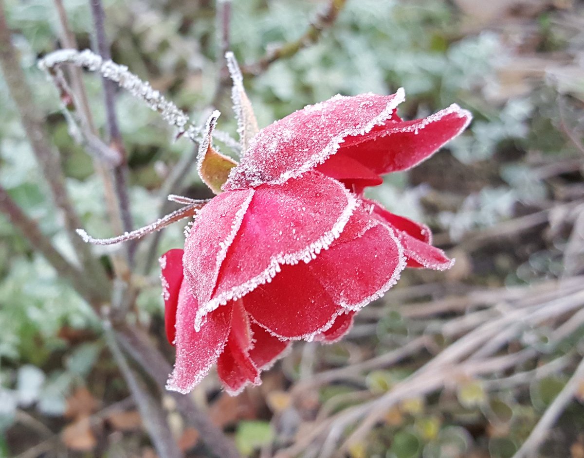 die_gritti's tweet photo. Der erste Frost .... Reifgeglitzere ... Eis auf dem Teich .... nach dichtem Bodennebel ab Mittag Sonne pur ... https://t.co/K5H22MvNlp