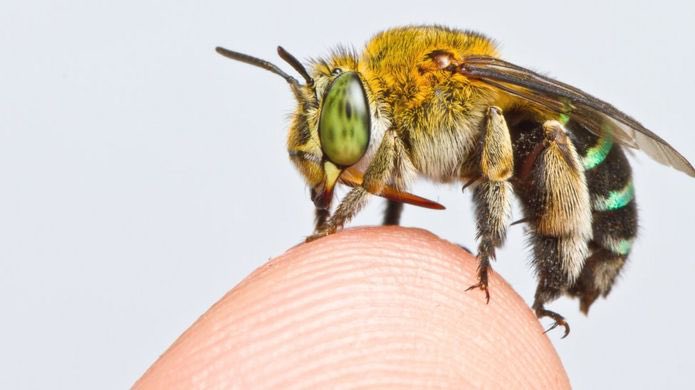 Bees World...🐝
Scientists have mapped the distribution of all 20,000 bee species on earth.
India’s Western Ghats and Himalyan region have high Species Richness..
@WildlifeMag @BBCScienceNews
https://t.co/sLBNlomdRa https://t.co/jTvRkVjvfu