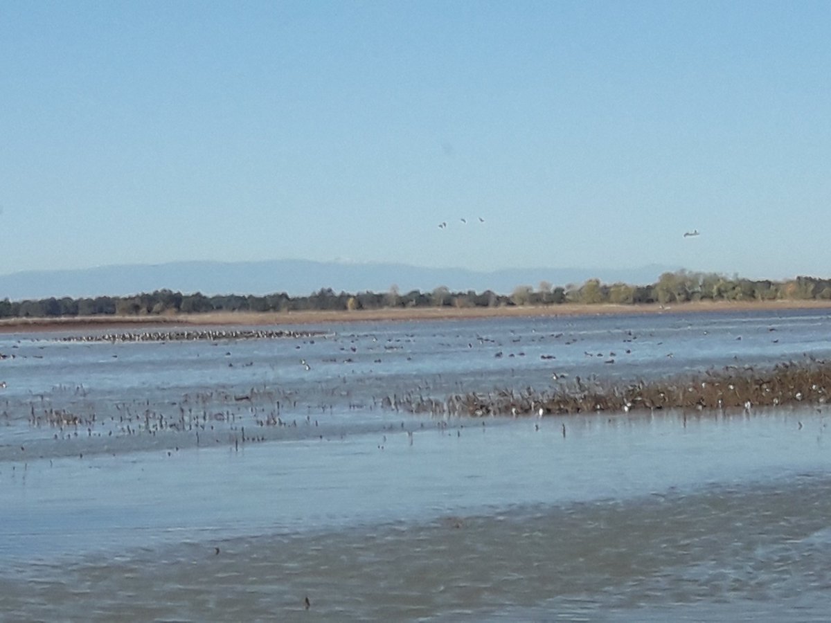 RedwoodGirl's tweet photo. Llano Seco wildlife refuge just outside of Chico is amazing. Starting around early November thousands of snow geese and various ducks and other inland water birds create a kind of bird (& river otter) metropolis. That's Mt Lassen in the distance in the first photo. #llanoseco https://t.co/worCwMPkvJ