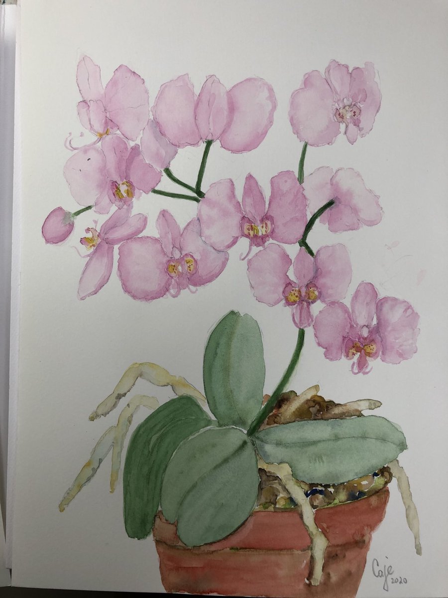 cajemoniz's tweet photo. Learning transparent watercolour washes in new lockdown https://t.co/gMqY6tvBiz