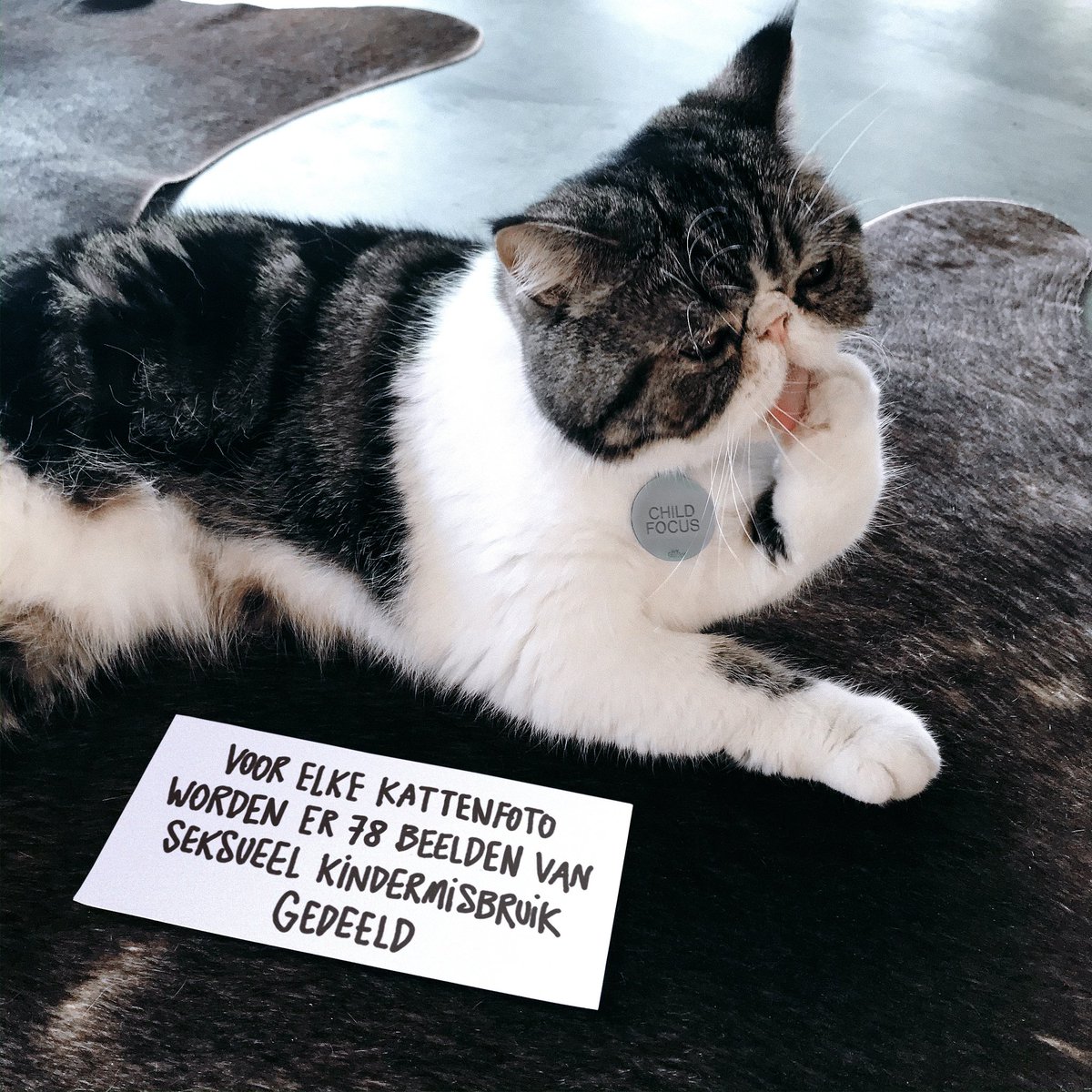 ChildFocusNL's tweet photo. Elke dag worden er zo’n 19 miljoen beelden van seksueel kindermisbruik online verspreid. Dat zijn er 78 keer meer dan schattige katten op Instagram. Post ook je kat met deze boodschap en #catsforkids. Breng zo dit onrecht mee onder de aandacht &amp; maak het internet weer wat zachter https://t.co/XvHAGvEh09