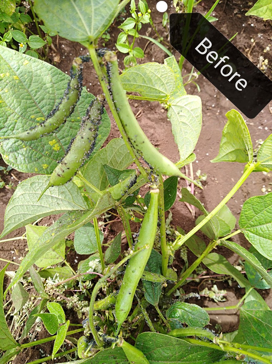 Amos_Moruri's tweet photo. ...Applied two separate insecticides ( 7 days apart) with A.I  as follows, Lambda-cyhalothrin 50g/L and Acetamiprid 200g/L respectively.  Goodbye to insect pests #BlackAphids #whiteflies. #AgrifocusKE @AgroParliament @Ambula4 @zabdi_chumba @Anclrewmutuku @njoki_thuo @ERICROSANA2 https://t.co/uYJOKfmQZ5