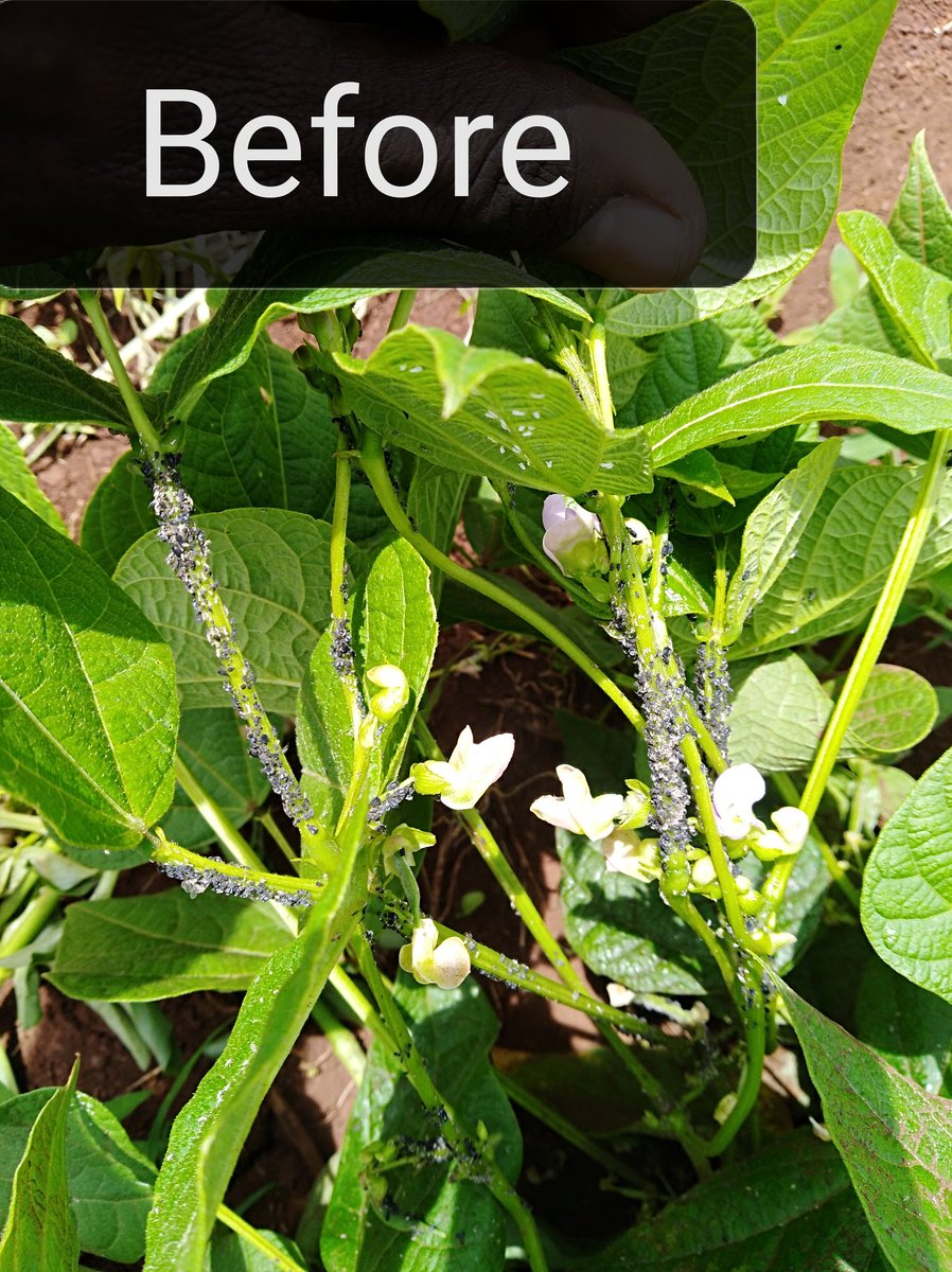 Amos_Moruri's tweet photo. ...Applied two separate insecticides ( 7 days apart) with A.I  as follows, Lambda-cyhalothrin 50g/L and Acetamiprid 200g/L respectively.  Goodbye to insect pests #BlackAphids #whiteflies. #AgrifocusKE @AgroParliament @Ambula4 @zabdi_chumba @Anclrewmutuku @njoki_thuo @ERICROSANA2 https://t.co/uYJOKfmQZ5
