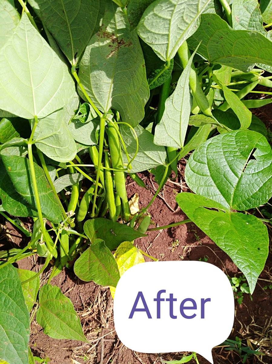 Amos_Moruri's tweet photo. ...Applied two separate insecticides ( 7 days apart) with A.I  as follows, Lambda-cyhalothrin 50g/L and Acetamiprid 200g/L respectively.  Goodbye to insect pests #BlackAphids #whiteflies. #AgrifocusKE @AgroParliament @Ambula4 @zabdi_chumba @Anclrewmutuku @njoki_thuo @ERICROSANA2 https://t.co/uYJOKfmQZ5
