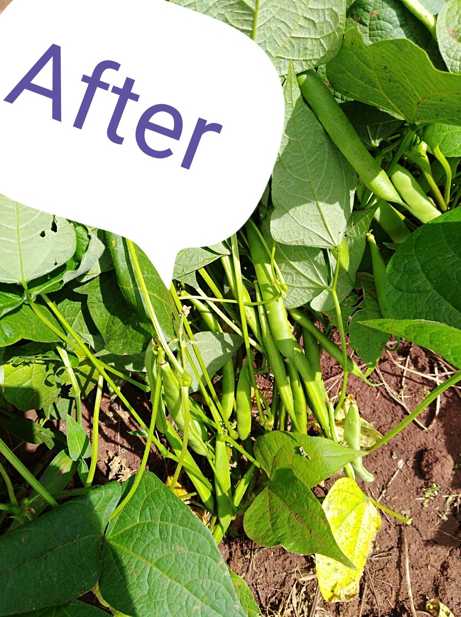 Amos_Moruri's tweet photo. ...Applied two separate insecticides ( 7 days apart) with A.I  as follows, Lambda-cyhalothrin 50g/L and Acetamiprid 200g/L respectively.  Goodbye to insect pests #BlackAphids #whiteflies. #AgrifocusKE @AgroParliament @Ambula4 @zabdi_chumba @Anclrewmutuku @njoki_thuo @ERICROSANA2 https://t.co/uYJOKfmQZ5