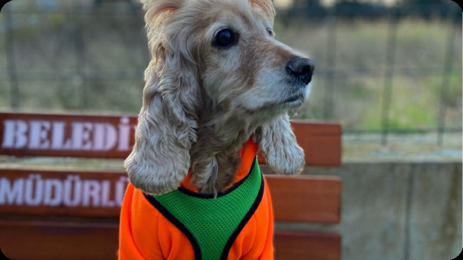 🔴 LIVE <a href="/ultraslanayca/">Ayça begen</a> on #YouNow watch.younow.com/llOD?pid=Share…