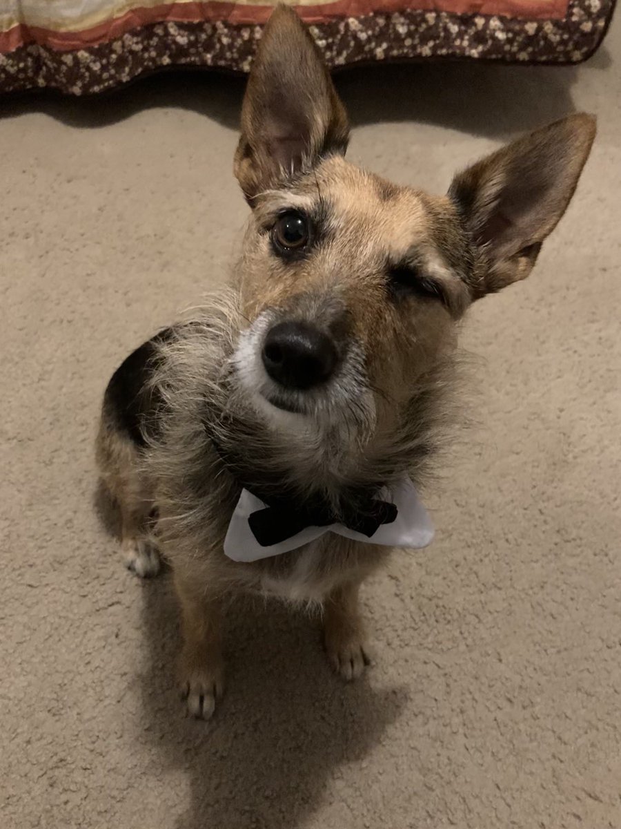 HerbieMooland's tweet photo. *wink* 😉 #winkyface #wink #dapperdoggo #bowtie #dogsoftwitter https://t.co/y9WnptKdEG