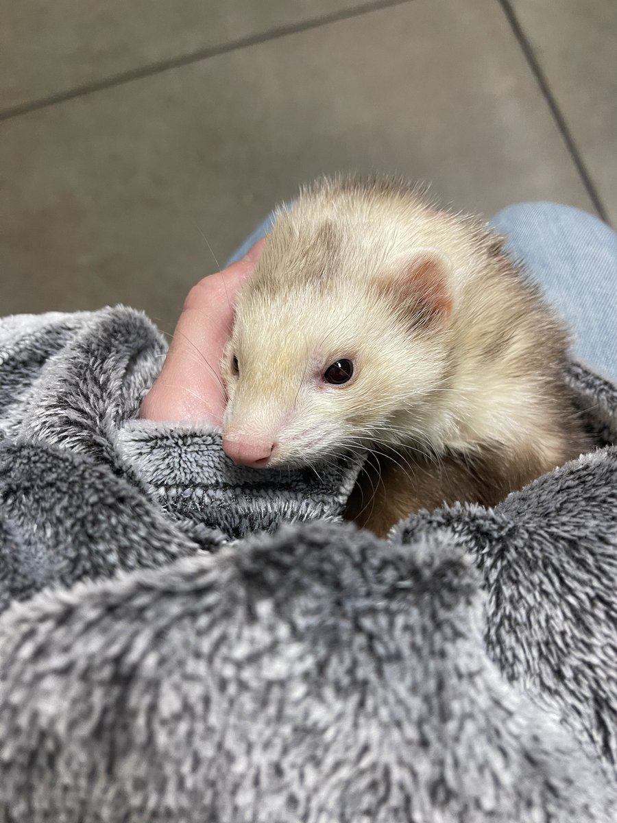 Jaceipoo's tweet photo. Hi, this is Bandit. He unfortunately passed last night because of some health complications. Figured I’d share the the last time I got to spend with my cute noodle boy. Here are some picture of him ✨ https://t.co/bfI1prAjXP