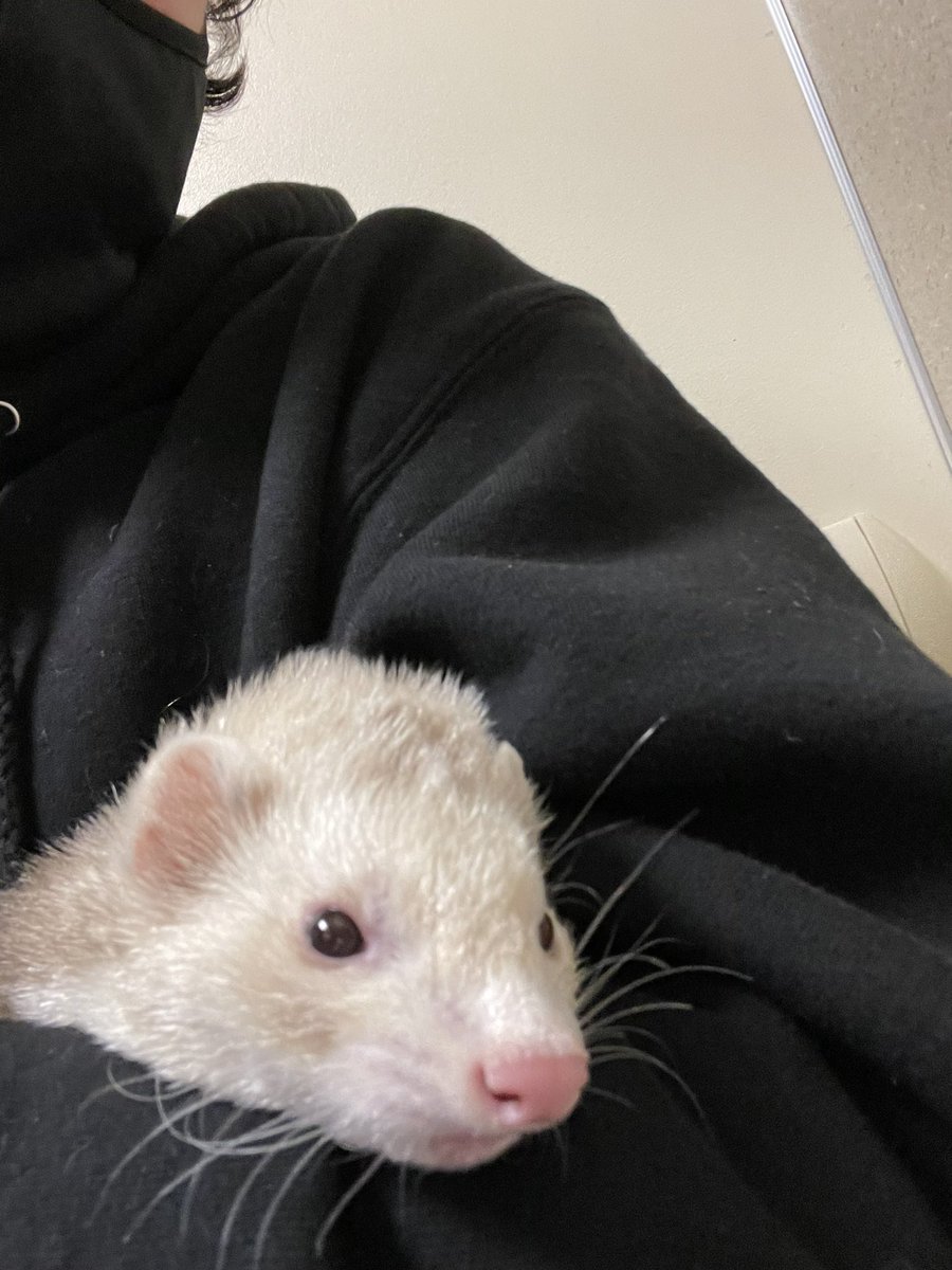 Jaceipoo's tweet photo. Hi, this is Bandit. He unfortunately passed last night because of some health complications. Figured I’d share the the last time I got to spend with my cute noodle boy. Here are some picture of him ✨ https://t.co/bfI1prAjXP