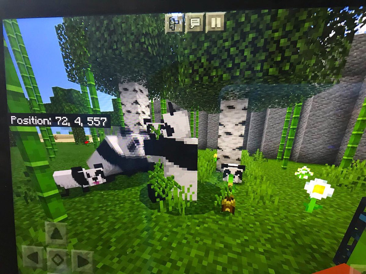 Louellaberkeley's tweet photo. Panda babies 🐼 https://t.co/2zNa3pYLJm