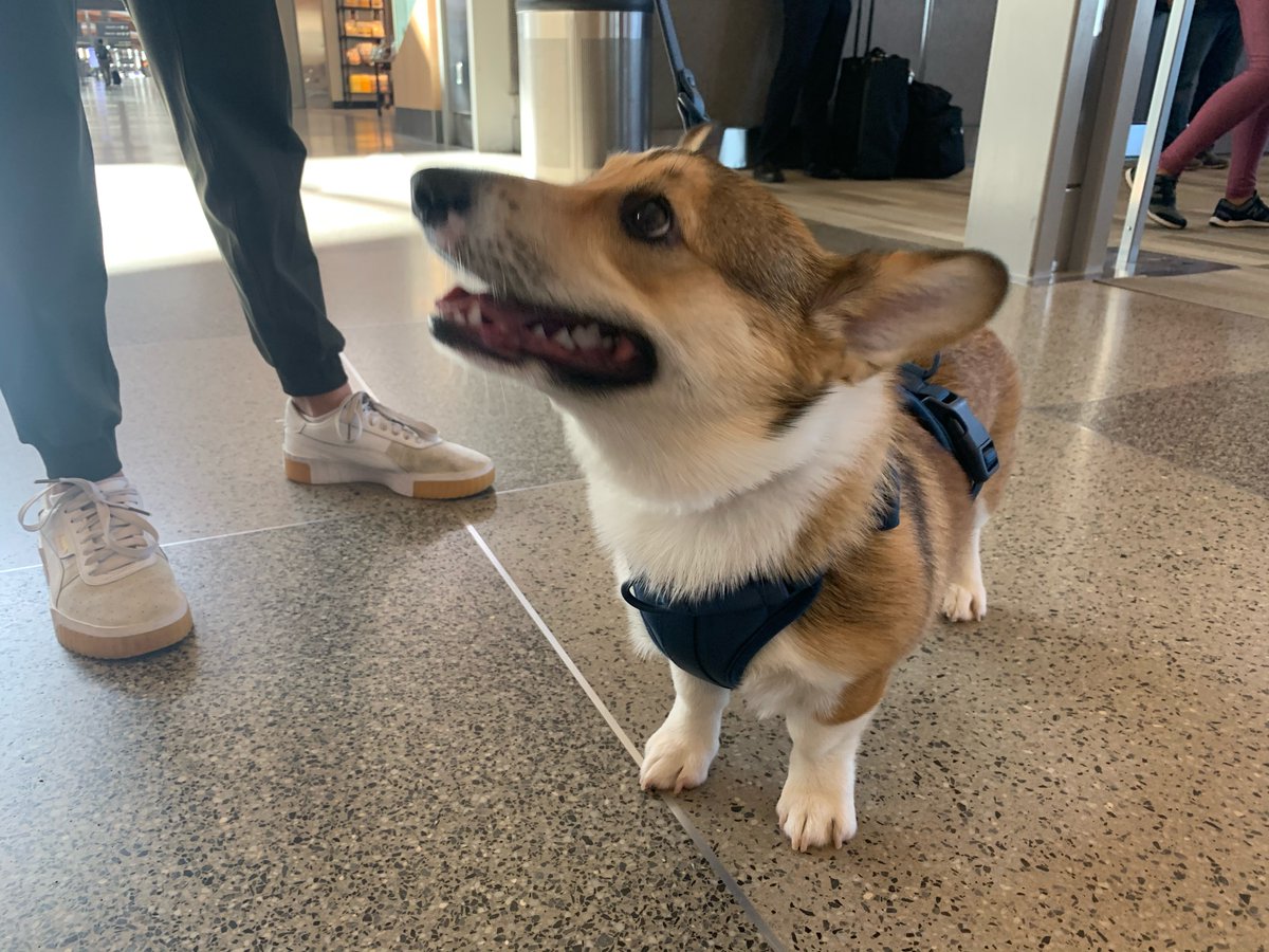 RDUAirport's tweet photo. It’s Teddy the corgi’s first visit to RDU. Have a good flight to Atlanta, little buddy. #fullflaps #dogsofrdu https://t.co/fCXKzVLtsk
