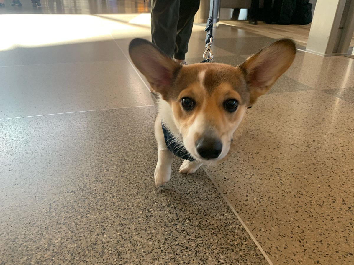 RDUAirport's tweet photo. It’s Teddy the corgi’s first visit to RDU. Have a good flight to Atlanta, little buddy. #fullflaps #dogsofrdu https://t.co/fCXKzVLtsk