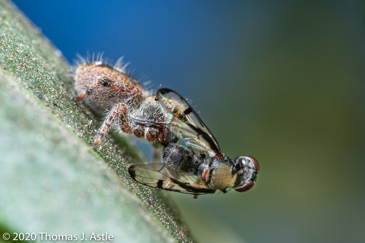 Break A Leg: a thread. I found this wee (5 mm) juvenile jumping spider (Phidippus sp., audax or adumbratus) in my garden nomming a fly. Two reasons to zoom in: one, you can see the spider's eyes through the window in the fly wing; and two, the spider only has 2 right legs. And--