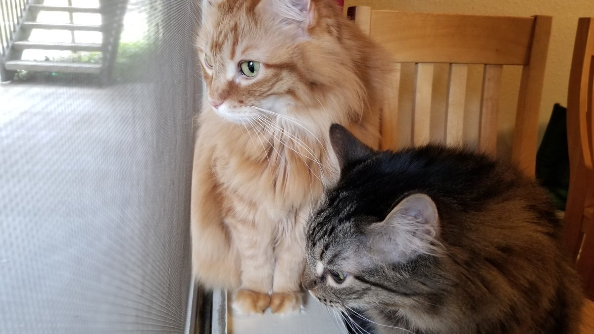 WalkingInAustin's tweet photo. Happy #Caturday from the #PushyCats 

#FormerFeral #QuarantineCats https://t.co/hv3BZNxILR