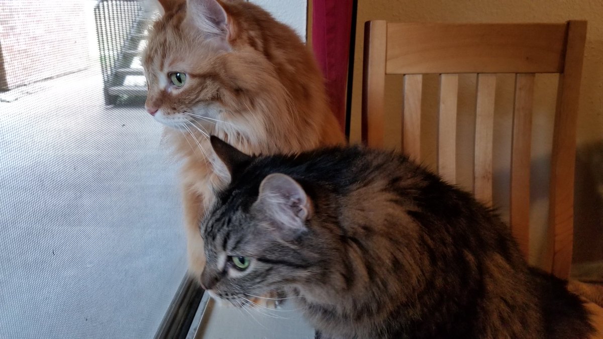 WalkingInAustin's tweet photo. Happy #Caturday from the #PushyCats 

#FormerFeral #QuarantineCats https://t.co/hv3BZNxILR