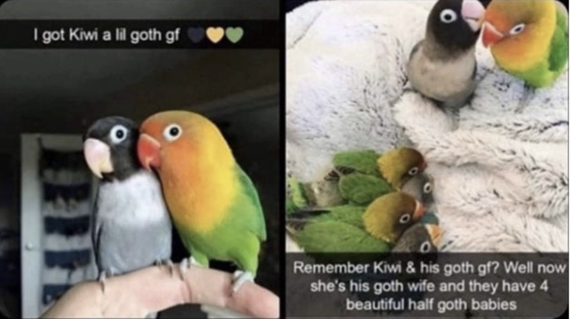 Respectful Memes tweet media