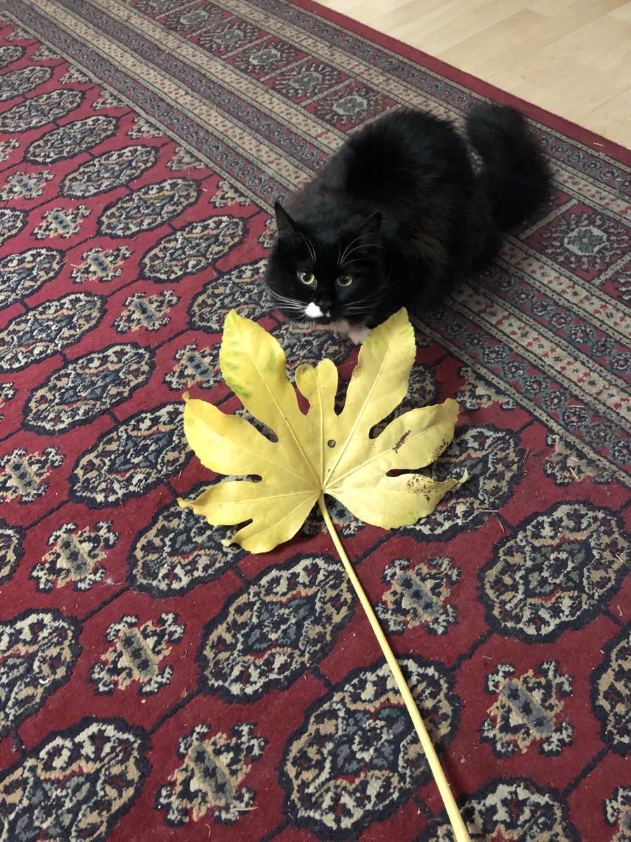 shroffanimallaw's tweet image. Happy #Caturday all! I’m super excited to hear from ⁦@ChampBiden⁩ 🐕that he and Major 🐕 would be happy to have a kitty 😺brofur join the first family! 😊(They’re checking with the hoomans).  Socks would be proud 🐾.  #FirstPets #CatsOfTwitter