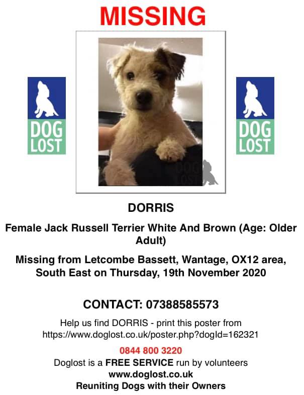 The_Animal_Team's tweet photo. #Dorris #JackRussellTerrier #missing from #LetcombeBassett #Wantage #Oxfordshire #OX12 area, 19/11/20. Contact details on poster. #dogs #dogsoftwitter #lostdog #MissingDog https://t.co/hp25pIOekW
