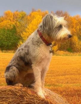 millypod1's tweet photo. 🆘ZOEY #Lost #ScanMe #Tagged
Grey & White Bearded Collie Female
Bennetsfield Steading #Bennetsfield #Avoch #RossShire #Scotland #IV9
SIGHTINGS PLZ ☎️01463731160
https://t.co/Yq9UoS9ytw https://t.co/zFxbOnGKsU