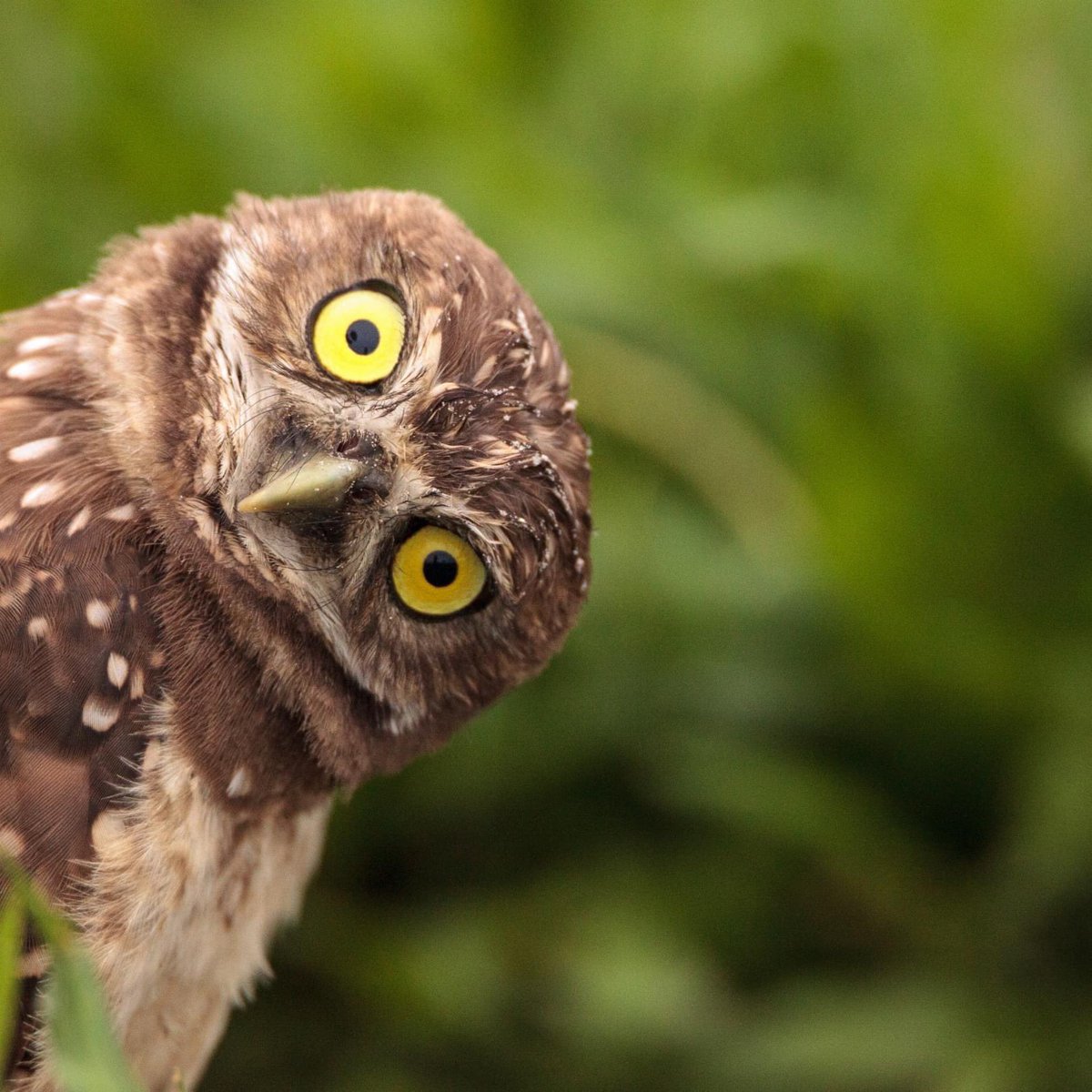 eventsincltd's tweet image. Lockdown Day 17: Good Evening ❤️

'owl you doing?

We're having a hoot this evening 🙃

Ok, we'll leave y'owl alone now and stop the owl puns - have a great weekend 😙

#eventsinc #owlpuns