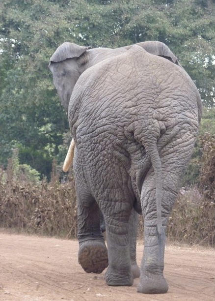 What is a Dude on an Elephant