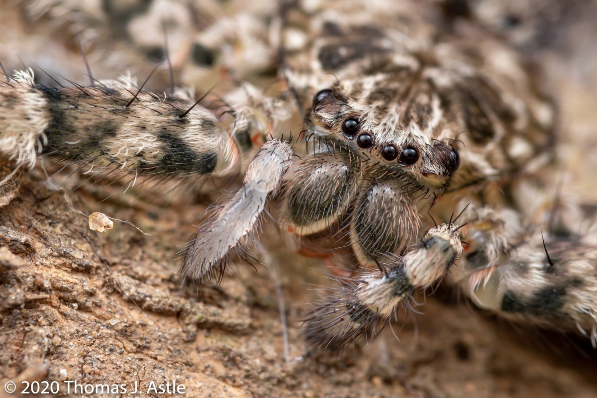 --regrow its limbs over the next couple of molts. Here's a photo of a spider that's successfully done just that. Note the palps (short leg-like appendages on either side of its fangs); the striped one on the right is original, the translucent one on the left is recently regrown.