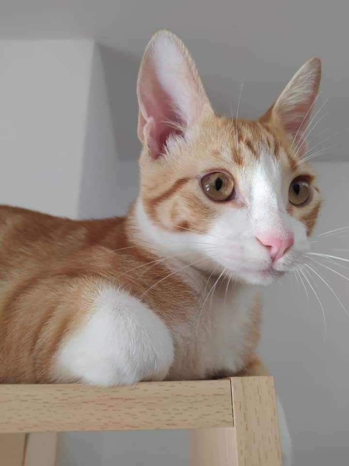 AsociacionADAT's tweet photo. UN PELIRROJO IRRESISTIBLE EN #ADOPCIÓN ( #VALENCIA ).
NO PODRÁS RESISTIRTE A SUS ENCANTOS. 🥰

SALVA, machito de unos 3 meses y medio.
Súper simpático y bueno.
Totalmente sano. Testado negativo.
¿ Quieres adoptar a SALVA ?
Contacta con nosotr@s a través de uno de los 👇 https://t.co/Ah4UmtTXD4