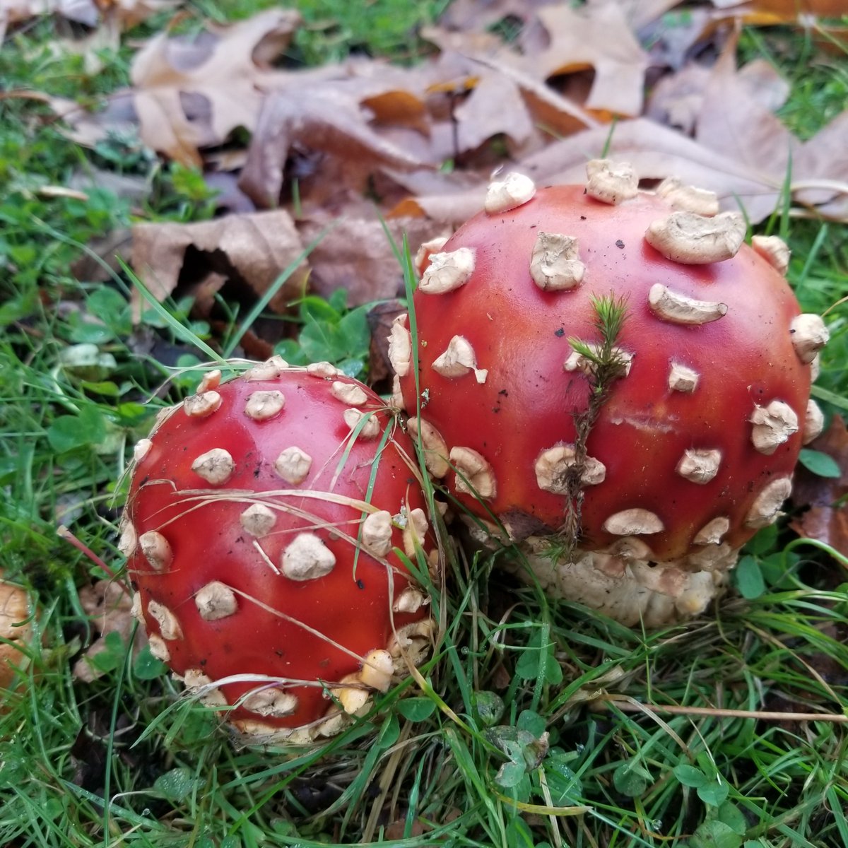 JewsWondering's tweet photo. Found while out walking the dogs. #oregon
#mushroompicker https://t.co/QB6k9hamgu