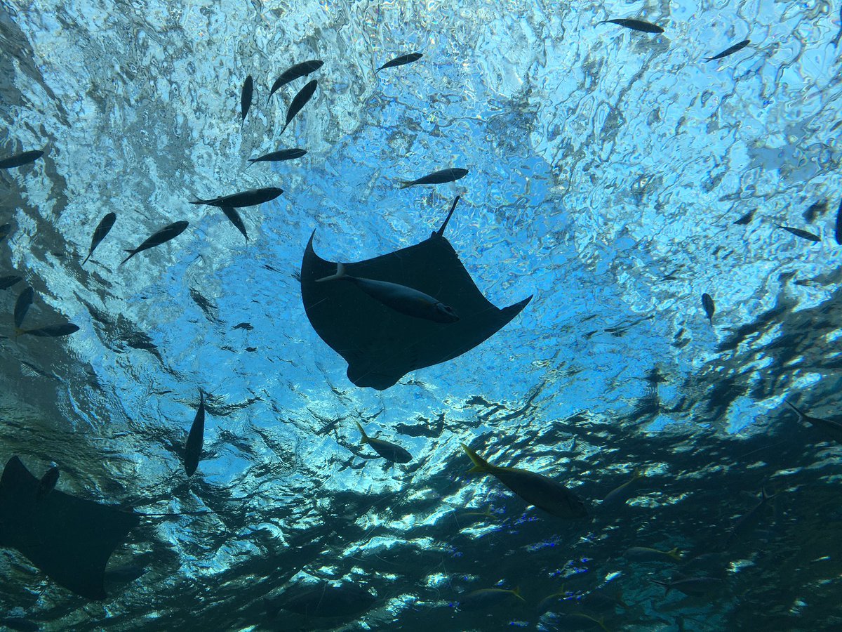 水族館堪能しました 水や光 色彩綺麗よな トエカのイラスト