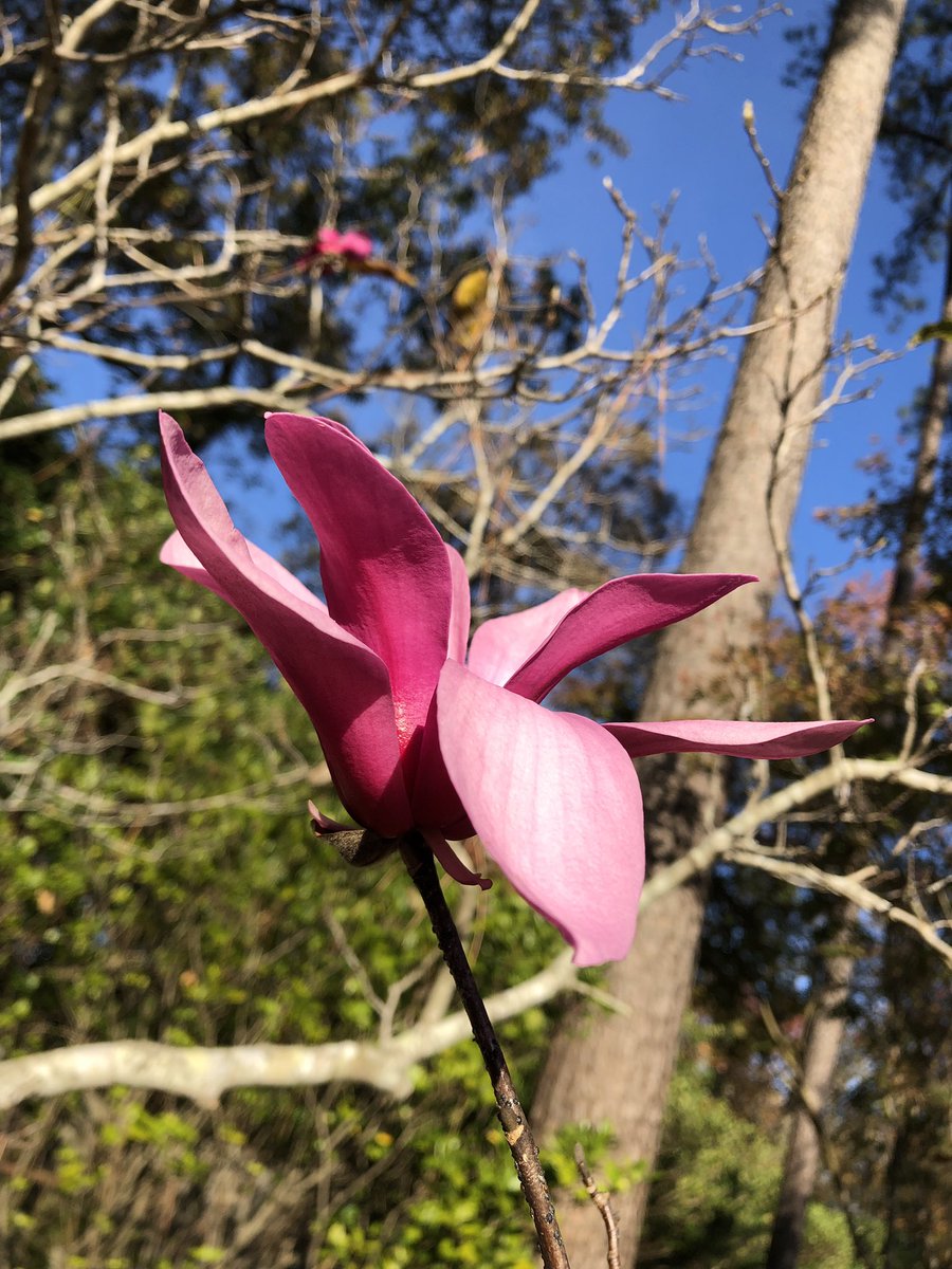 SergeiGleyzer's tweet photo. Found this pretty flower today #alabamafall https://t.co/01vsE5cmPh