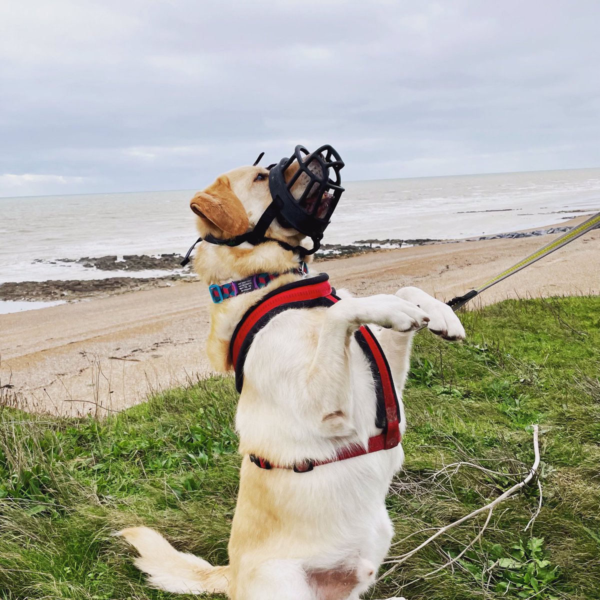 oscar_travels's tweet photo. 12 miles today from Bexhill to Hastings and back. Full write up to follow. #dog #dogsofinstagram #doglovers #doglife #dogsofinsta #reactivedog #reactivedogsunite #reactivedogsofinstagram #muzzleupproject #dogtravel #dogtraveler #dogtravels https://t.co/87Auf2Bwwq