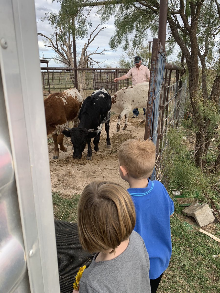 Thanks to @Stephbrad07, we are officially in the longhorn business.  I’ve got a couple of excited kids to haul home a steer (Horny Charles) and a heifer (Penelope). #ranchkids #longhorns #newcalves #farmkids #roadtrip #texaskids