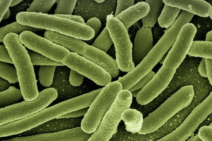 Informe21's tweet photo. Infecciones por Escherichia coli: ¿Cómo reconocerlas? #21Nov #Salud 🚑 https://t.co/a2Ql8NkhEO https://t.co/dfdTXuGpU4