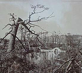 Hiroshima A-Bomb: Ginkgo Trees That Survived the Blast Still Grow