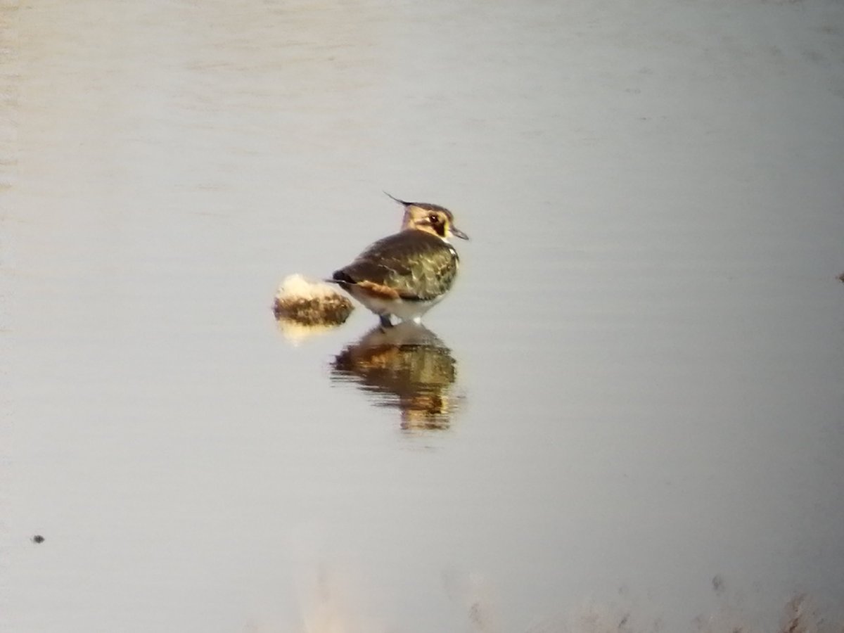 Numenius_tours's tweet photo. Seguimos ofreciendo salidas de #birdingfamiliar para disfrutar de la #naturaleza y las #aves.
Con ratios ajustadas a las permitidas para las actividades de turismo de naturaleza y con los protocolos estandarizados y acordados con @CvGuias https://t.co/wSfsceP2ed
