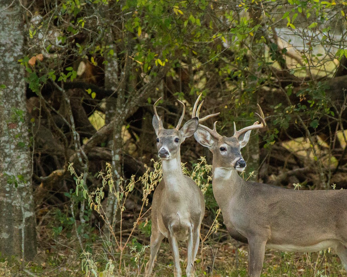 Hope everyone is having a great weekend. Beautiful time to be out in our wild places. #hunttoeat #Conservationmatters #wildlifephotography
