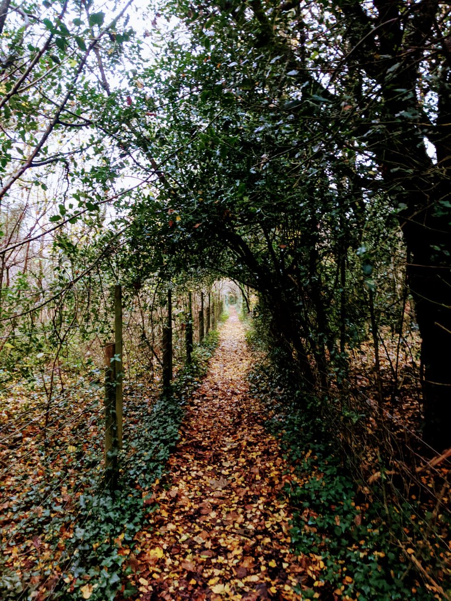 MissSProgress's tweet image. Despite 2020 being a whirlwind of a year, there are two things I don't want to leave behind in November. This gorgeous autumn weather and my month's supply school which I've come to love so much 🧡🍂 #Christmas2020 #TEACHers #COVID19 #Autumn #EducationForAll