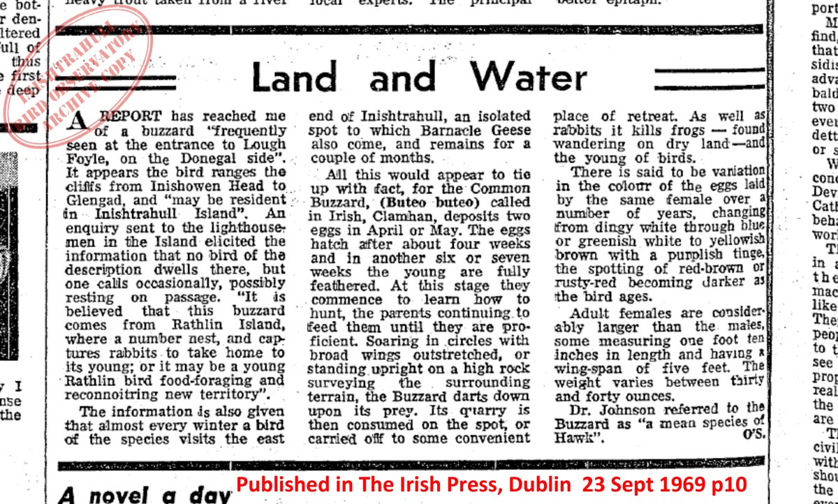 Inishtrahull's DJ O'Sullivan recalls the crash in Buzzard numbers in Ireland- the sad time when a breeding pair on Rathlin Island were the last of the species. Buzzards have recovered with poison control laws, now common in most counties <a href="/eagle_trust/">GoldenEagleTrust</a> <a href="/KerryeagleMee/">Allan Mee🇵🇸🍉🇮🇪</a> <a href="/IrishRaptorSG/">Irish Raptor Study Group</a>
