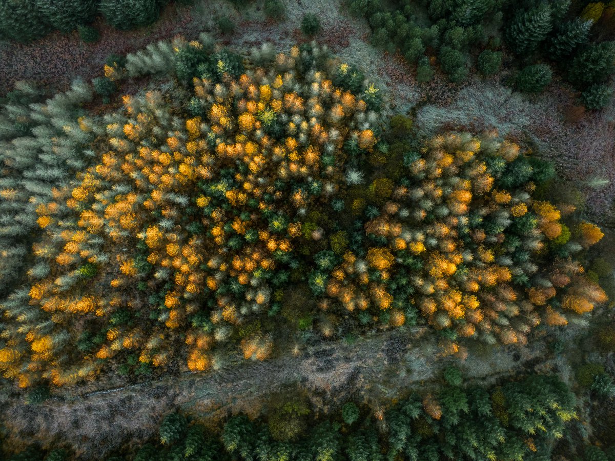 SilvaScienta tweet media