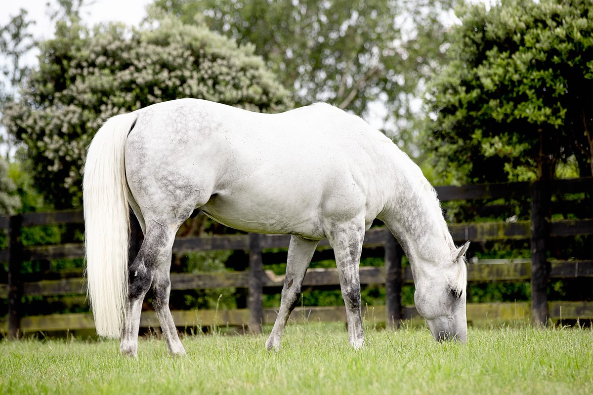 WestburyStud's tweet photo. Very proud of #ReliableMan who is doing a grand job at stud, siring Group 1 winners in each of the past three seasons #SentimentalMiss #MiamiBound #InspirationalGirl ... now for the nxt one as #Hypnos heads to Captain Cook Stakes at @WgtnRacing https://t.co/hBYKeQZMmf