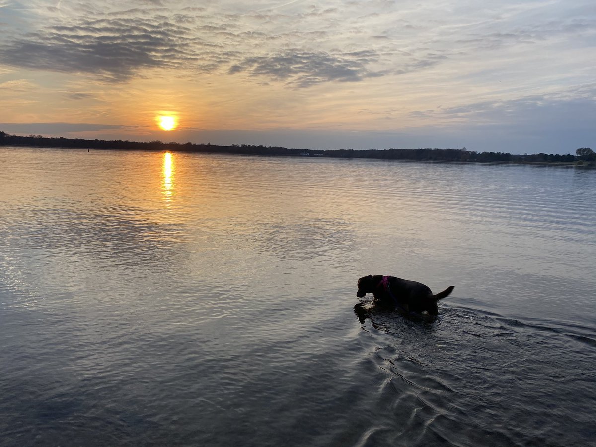 A dog, a river, and a sunset.