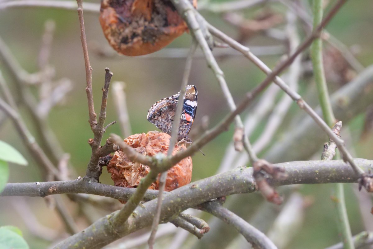 UrsulaDusolt's tweet photo. #Schautmal, es ist seltsam, dass Ende November noch #Schmetterlinge (ein Admiral) fliegen. Nachdem es keine Blumen mehr gibt, hat er sich an einem verfaulten Apfel gehalten...
#Butterfly #nature #naturelovers #NaturalBeauty #TwitterNatureCommunity #Seltsames https://t.co/u1CtLhhetv