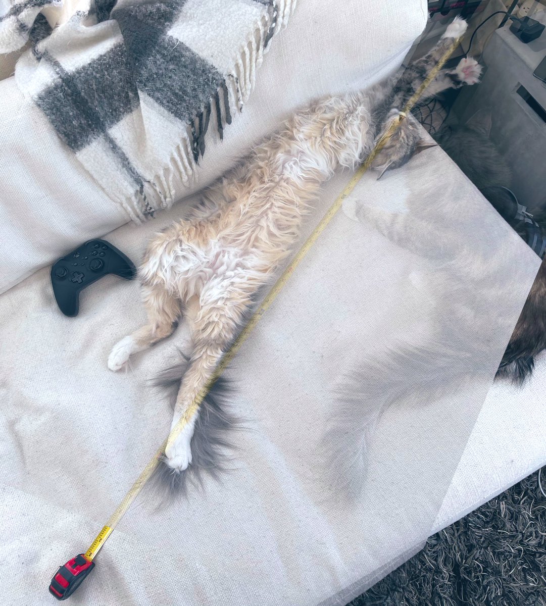 DotEd's tweet photo. 4 foot cat.

Here’s a rare opportunity to show Gus laying extended, not perfectly straight, and passing 4 feet anyway. https://t.co/i6wyGnowB6