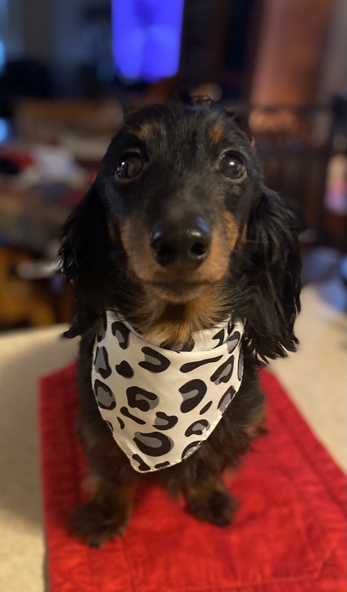 unicornslashes1's tweet photo. #doglife #sausagedogsofinstagram #dachshundappreciation #doglovers #world #puppies #dachshundofinstagram #bassotto #dachshundlover #doxies #feature #doxieworld #minidoxie #doggo #featuremydoxie #teckelofinstagram #daxie #dogsofinsta #dackelliebe #dachshundlovers #teckellove https://t.co/cTDT0BCzhP