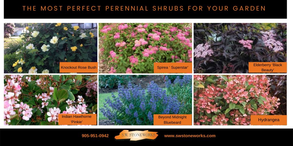 SWStoneworks's tweet image. Looking for that amazing “pop” of color in your garden or landscape? A plant that makes a statement and really stands out against your backdrop?

Here are some perennial shrubs that will add balance and color to your landscape.

#swstoneworks #interlockingstone #interlocksupplier