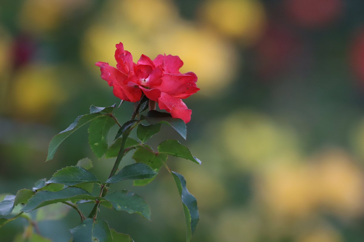 11月22日
素敵な一日を🌹🍷