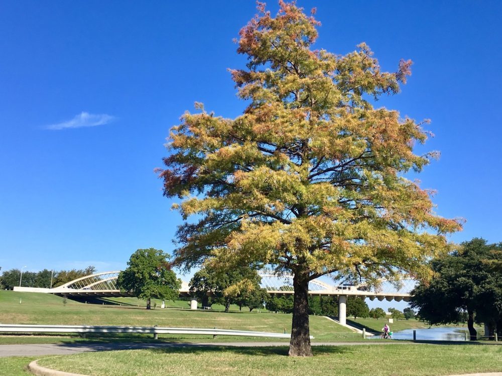 PresTreeServ's tweet photo. You can have a big impact on the health of our #urbanforest simply by making good #tree planting choices. Diversity grows healthy forests. Think beyond Live Oak, Red Oak or hollies. Plant trees like Chinquipin Oak, Monterrey Oak, Bald Cypress, or Red Maple, to name a few. https://t.co/MzIE7LXFNV