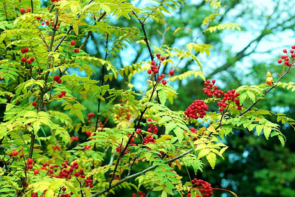 花 11月22日の花 サンショウ 山椒 花言葉 健康 ミカン科サンショウ属 別名 ハジカミ 英名 Japanese Pepper 花期 3月 4月 樹高 2m 5m 山椒は小粒でもピリリと辛い 実は辛く香辛料にもなる 春の若葉は 木の芽 とも呼ばれる食材